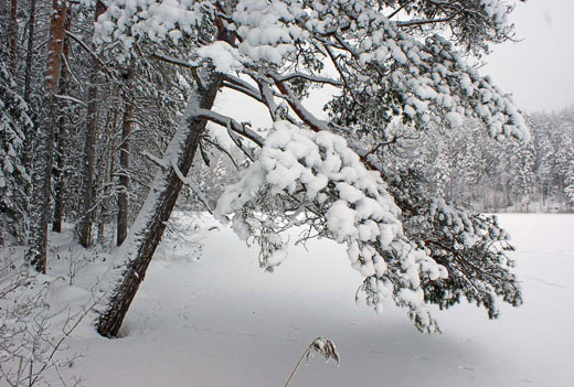 Mänty, Pinus Sylvestris. Kuva: Jouko Lehmuskallio