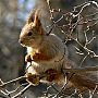 Orava, Sciurus vulgaris. Kuva: Jouko Lehmuskallio