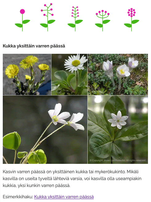 Kukkien sijaintivaihtoehtoihin tutustumista LuontoPortin verkkokurssilla