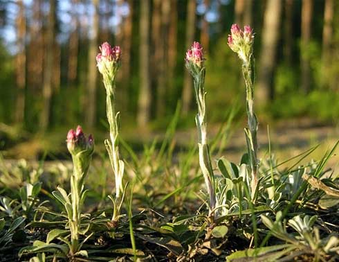 Kissankäpälä, Antennaria dioica. Kuva: Jouko Lehmuskallio