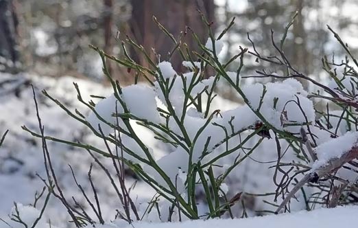 Mustikka talvehtii. Kuva: Jouko Lehmuskallio