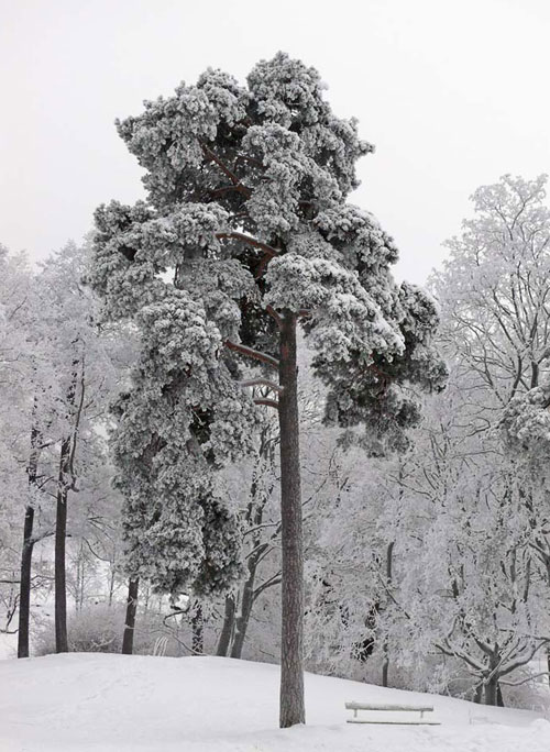 Mänty, Pinus sylvestris. Kuva: Jouko Lehmuskallio