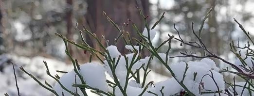 Mustikka talvehtii. Kuva: Jouko Lehmuskallio