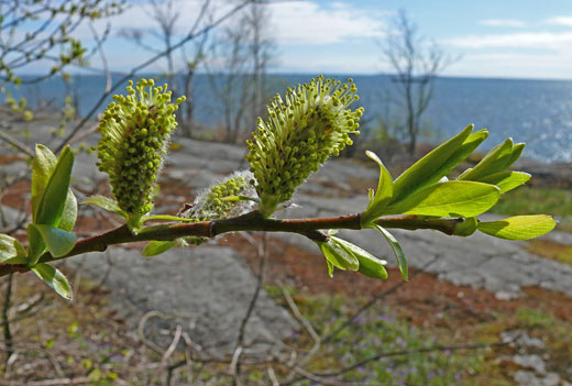 Kiiltopaju, Salix phylicifolia. Kuva: Jouko Lehmuskallio