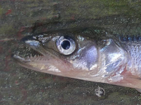 Kuva: nimimerkki Snipparvägfiskaren
