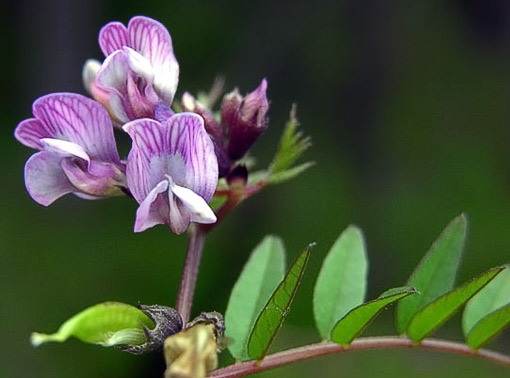 Aitovirna, Vicia sepium. Kuva: Jouko Lehmuskallio Aitovirna, Vicia sepium. Kuva: Jouko Lehmuskallio