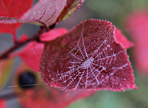 Mihka Pohjonen, Miniseitti Mihka Pohjonen, Miniseitti