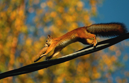 Matias Haaraniemi, Orava ruuanhakumatkalla Matias Haaraniemi, Orava ruuanhakumatkalla